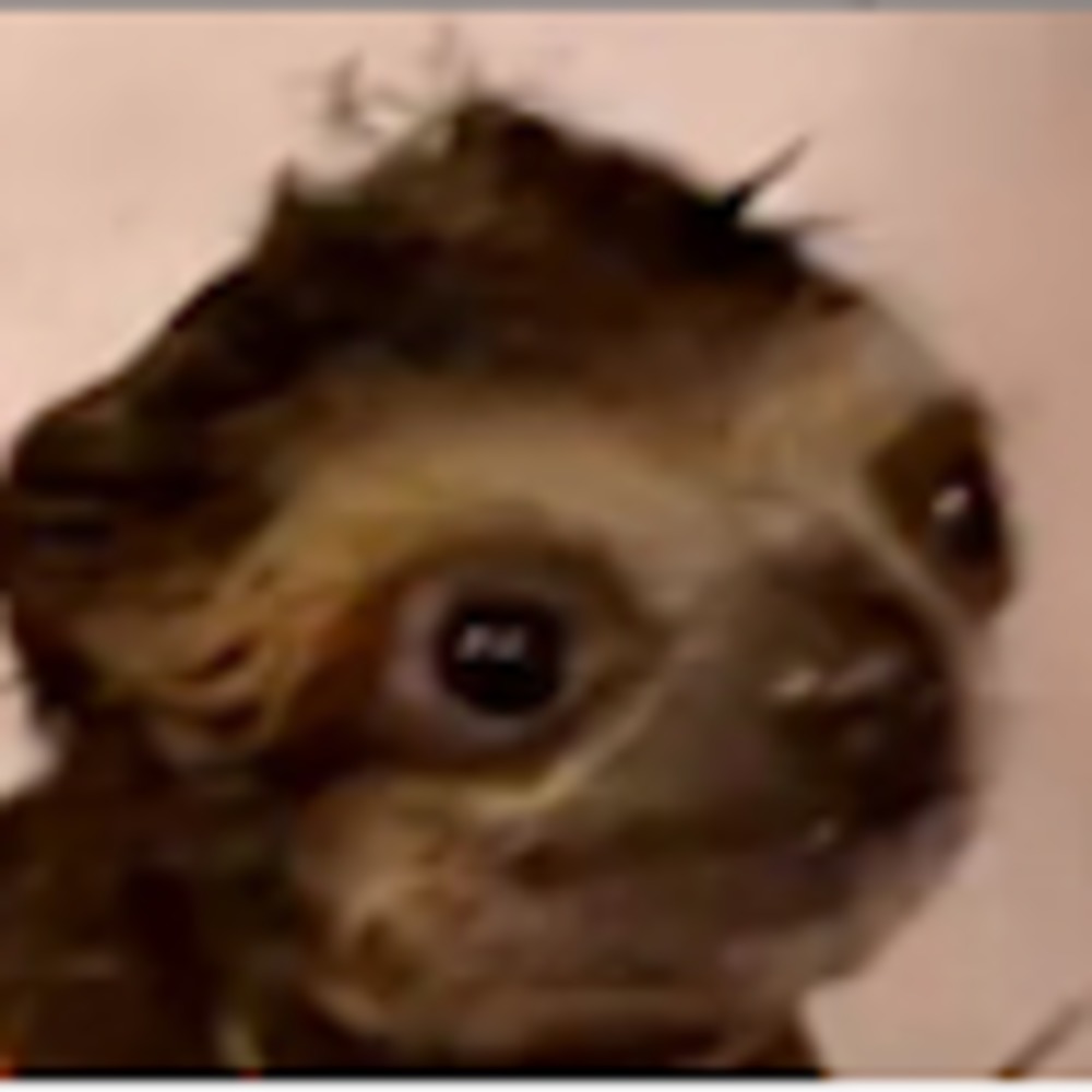 Meet your Posher, Jane